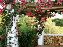 Gartenlaube Und Pergola Begrunen Welche Pflanzen Eignen Sich Kletterpflanzen Pergola Beleuchtung Pflanzen