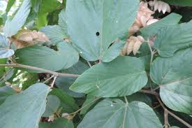 Image result for Flemingia strobilifera