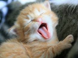 Klitzeklein Und Zuckersuss Rote Katzenbabys Katzenbabys Niedliche Tierbilder Niedliche Katzchen