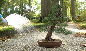 It is an evergreen coniferous tree native to taiwan and southern japan. The Bonsai Blog Bonsai Empire