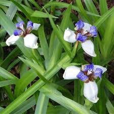 When the pod dries and begins to split (which may take several weeks) you can collect the dark seed and plant them in a sunny, evenly moist spot. Aliexpress Com Buy Free Shipping Neomarica Gracilis Flower Seeds 100pcs Walking Iris Flowers World S Rare Flowers Bons Flower Seeds Rare Flowers Iris Flowers