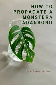 How To Propagate A Monstera Adansonii Plants Propagate Monstera Adansonii In 2020 Monstera Propagating Plants Propagation