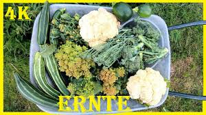 Der richtige zeitpunkt ist dann erreicht, wenn die möhren den für euch passenden durchmesser haben. Ernte Zahlreichen Romanescos Mit Szenen Zur Blumenkohl Brokkoli Und Zucchiniernte Desselben Tags Youtube