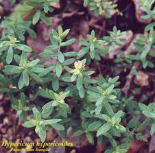 Image result for Triaspis hypericoides