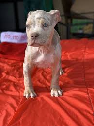 American pit bull terriers exude strength and agility. American Pit Bull Terrier Puppies For Sale Los Angeles Ca 345465