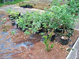 That same tree in the sacramento or san joaquin valley would be about 19 gallons per day (0.3/day). Watering Fruit Trees In Pots General Fruit Growing Growing Fruit