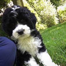 Pronto Hulahoop Dave Portuguese Water Dog Cute Puppy Www Ginnyrowan Com Portuguese Water Dog Puppy Portugese Water Dogs Fluffy Dogs