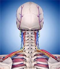 Neck, in land vertebrates, the portion of the body joining the head to the shoulders and chest. Head Neck Pain Southlake Tx Spinal Stenosis Southlake Tx