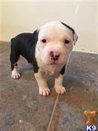 We did not find results for: American Pit Bull Puppies For Sale In Ohio