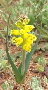Image result for Xerophyta scabrida