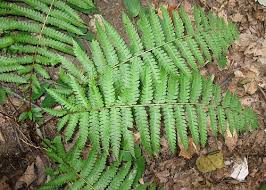 Image result for Osmundaceae