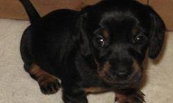 This lovable pup is currently searching for a good, loving home to call her own. Dachshund Puppies For Christmas For Sale In Crosby Minnesota Best Pets Online