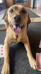 Image result for tbn:ANd9GcT9GTDvoeZslbTfRgc9SbtLfmHl15TvbB2vJ134_7_XnofUBeY3skxFMC8:https://www.doglife.sitew.com/fs/Root/5vdf8-5615663_chien_malade_sur_le_c_t_et_sur_fond_blanc.jpg