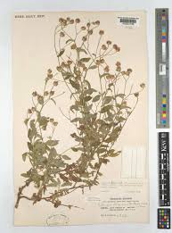 Image result for Gutenbergia rueppellii