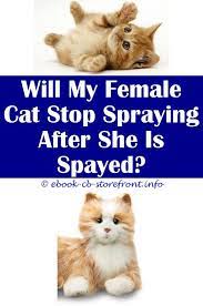 13 Amazing Will Vinegar Stop Cat Spraying Cat Spray Cat Urine Smells Cat Repellant