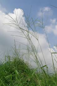 Image result for Digitaria seriata