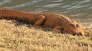 American alligators occur naturally in north carolina, inhabiting bay lakes, rivers, creeks, marshes, swamps and ponds, with local populations distributed in patches along the entire coast. Orange Alligators Spotted In Sc Here S What Science Says Hilton Head Island Packet