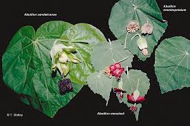 Image result for Abutilon rehmannii