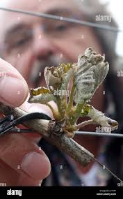 Frey vineyards hi-res stock photography and images