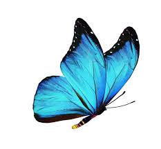 Numai bună de rană adâncă pe suflet. Fluturi Totul Despre Aceste Insecte Minunate