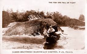 Image result for Ottelia fischeri