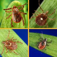 Ticks Ticks Cdc