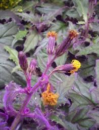 Image result for Gynura