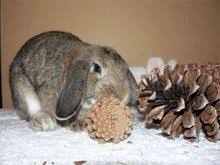 Jeux Et Jouets Pour Le Lapin De Compagnie Marguerite Et Cie Jouet Pour Lapin Lapin Habitat Du Lapin