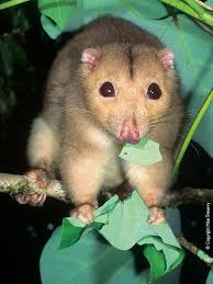 Daintree River Ringtail Possums Are Almost Wholly Restricted To The Daintree Catchment Description F Rainforest Animals Australian Native Animals Rare Animals