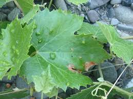 Image result for Colomerus vitis