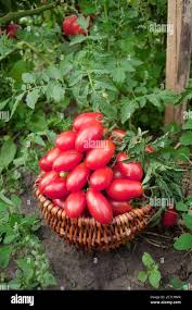 Image result for tomato Piccadilly