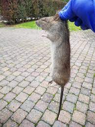 J'ai fais le ménage, il y a un mois. Le Rat Gris Appele Surmulot Est En Fait Le Rat D Egout Et Infeste Aussi Bien Les Caves Que Les Greniers