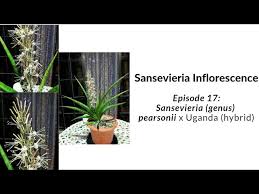 Image result for Sansevieria pearsonii
