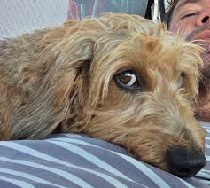 Image result for Lelya