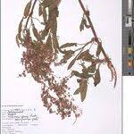 Image result for Rumex ruwenzoriensis