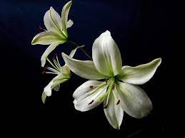 Lilies Symbolize That The Soul Of The Departed Has Received Restored Innocence After Death White Lily Flower Lily Flower White Flower Farm