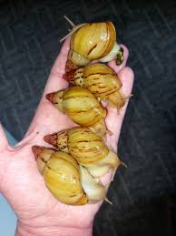 Image result for Heinsia zanzibarica