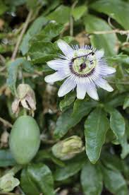 Passion Fruit Is Rotting Why Does Passion Fruit Rot On Plant Garden Vines Passion Flower Jade Plants