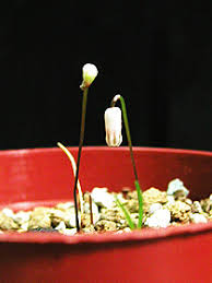 Image result for Litanthus pusillus