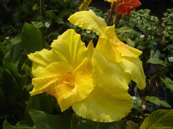 Image result for Cannaceae