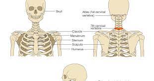 Types of bones with examples. Jeff Searle The Head On The Neck And Shoulders