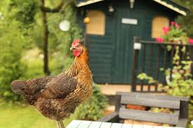 Calculating and working please be patient. 15 Awesome Chicken Toys To Help Entertain Your Flock Guide