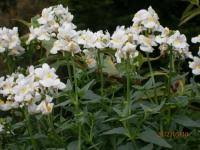 Image result for ostruhatka