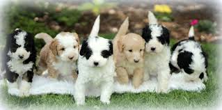 Our bernedoodle puppies for sale can be found in 3 main sizes: Mini Bernedoodle Puppies For Sale Adopt Your Puppy Today Infinity Pups