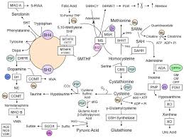 The Miracle Chart Genetics Autism Research
