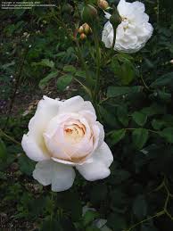 The green grass is (c). Plantfiles Pictures Shrub Rose English Musk Rose Austin Rose Claire Austin 1 By Manueldalmeida