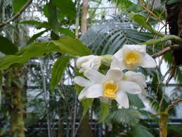 Image result for Cribbia brachyceras