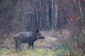 Le sanglier passionne au travers toute l'europe. Sanglier 2 Federation Departementale Des Chasseurs De L Isere