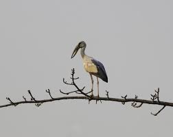 Storch schablone zum ausdrucken mit holz : Bilder Storch Gratis Vektoren Fotos Und Psds