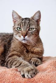 A cat is a furry animal that has a long tail and sharp claws. The 10 Best Types Of Cat Britannica